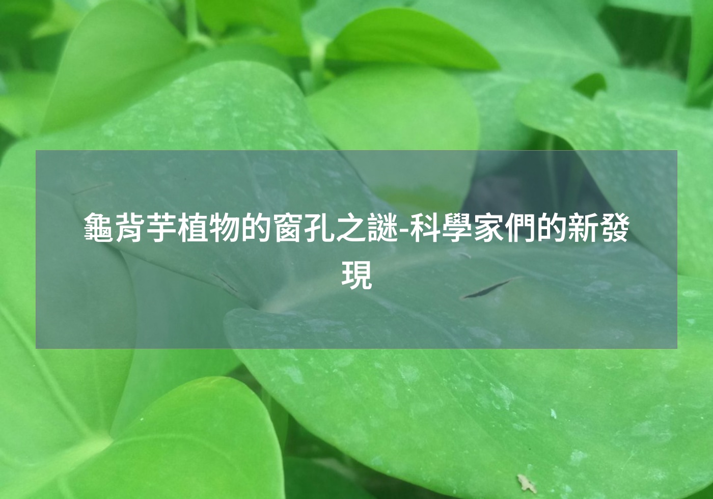 龜背芋植物的窗孔之謎-科學家們的新發現