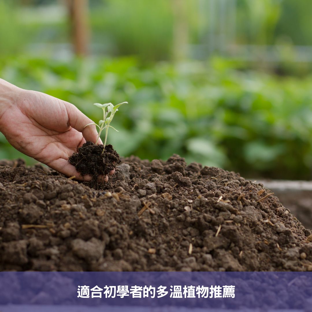 懶人必備!輕鬆養護的綠色室內植物指南 適合初學者的多溫植物推薦