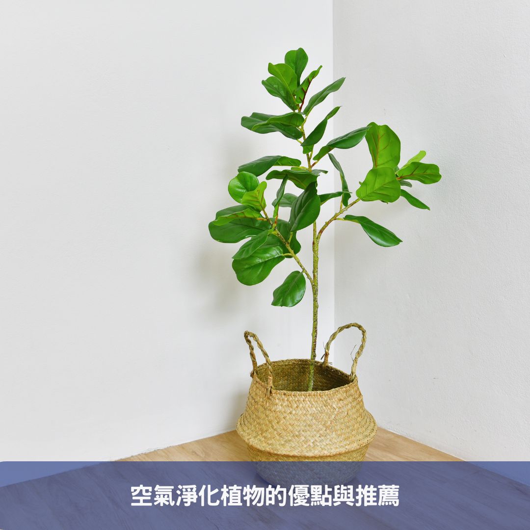 懶人必備!輕鬆養護的綠色室內植物指南 空氣淨化植物的優點與推薦