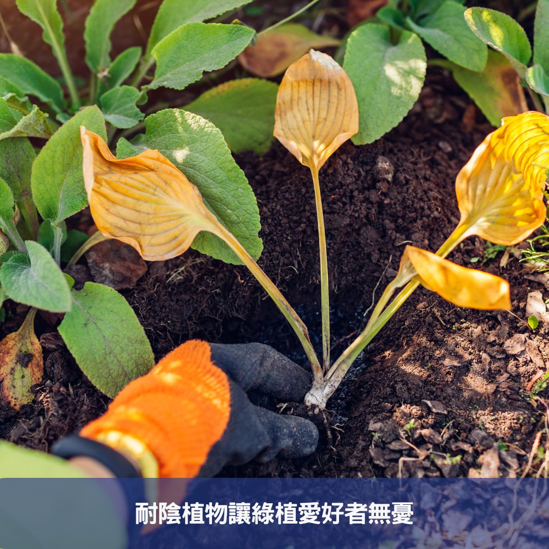懶人必備!輕鬆養護的綠色室內植物指南 耐陰植物讓綠植愛好者無憂