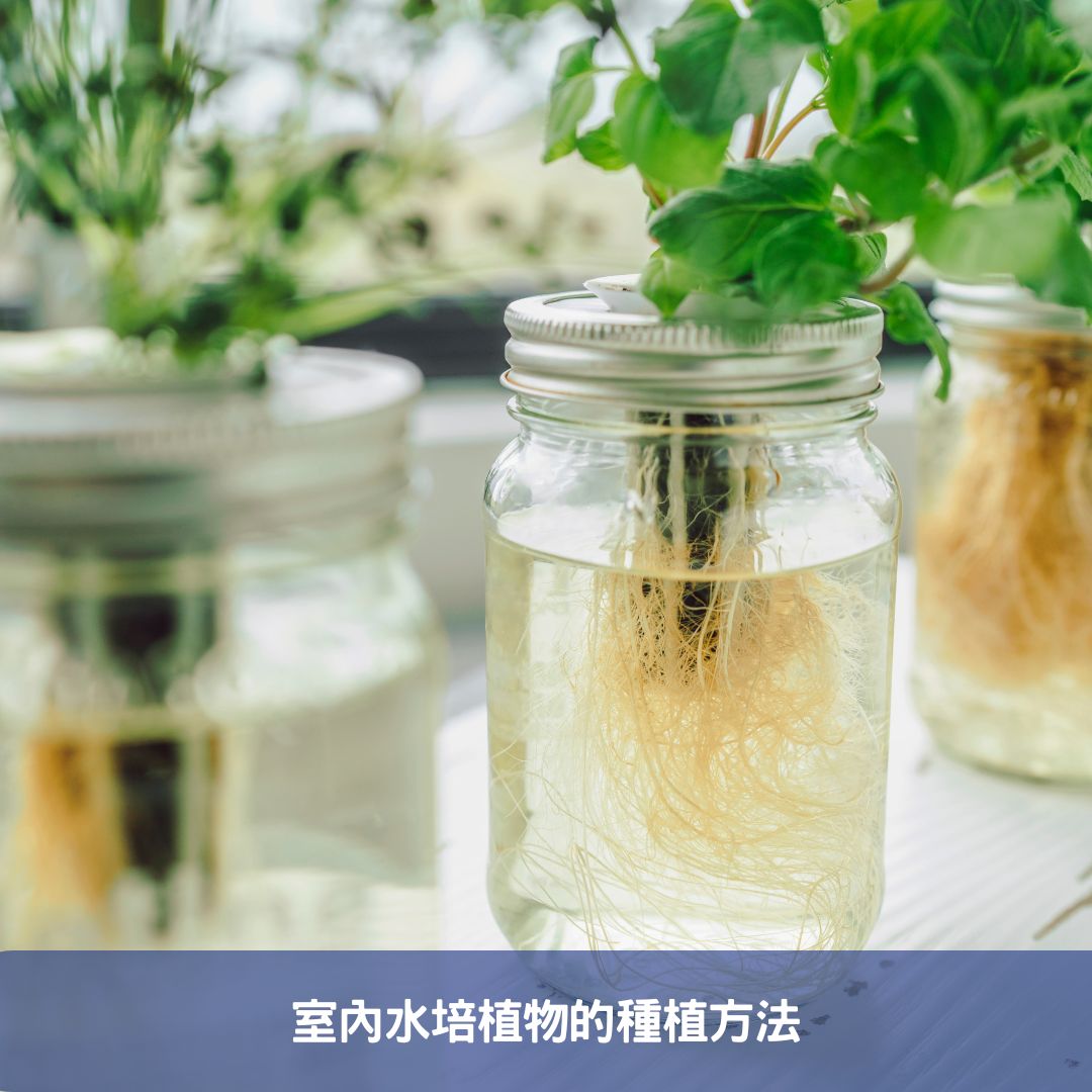 懶人必備!輕鬆養護的綠色室內植物指南 室內水培植物的種植方法