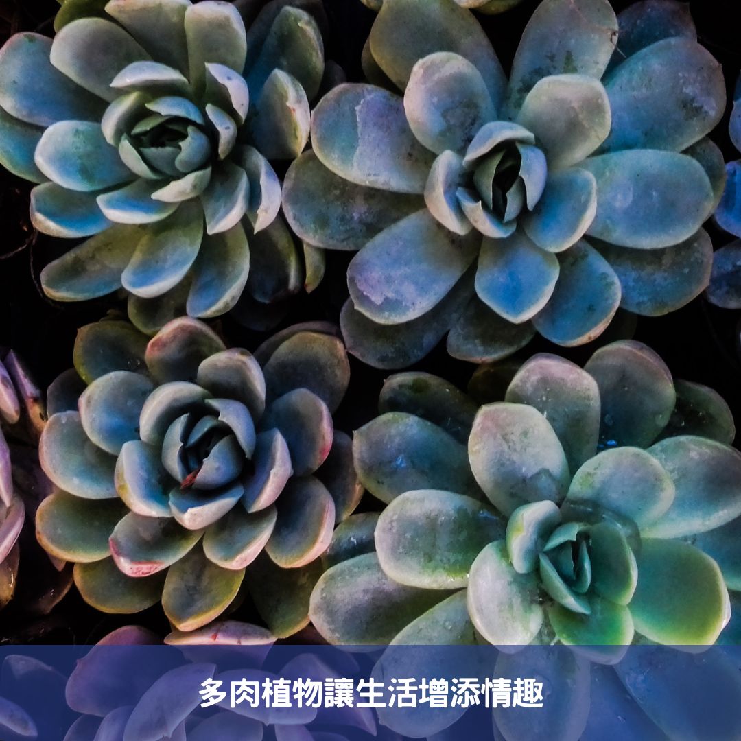 懶人必備!輕鬆養護的綠色室內植物指南 多肉植物讓生活增添情趣