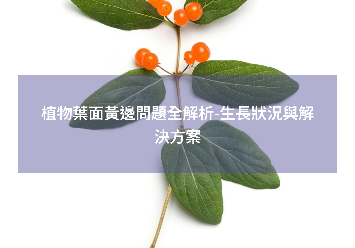 閱讀更多文章 植物葉面黃邊問題全解析-生長狀況與解決方案