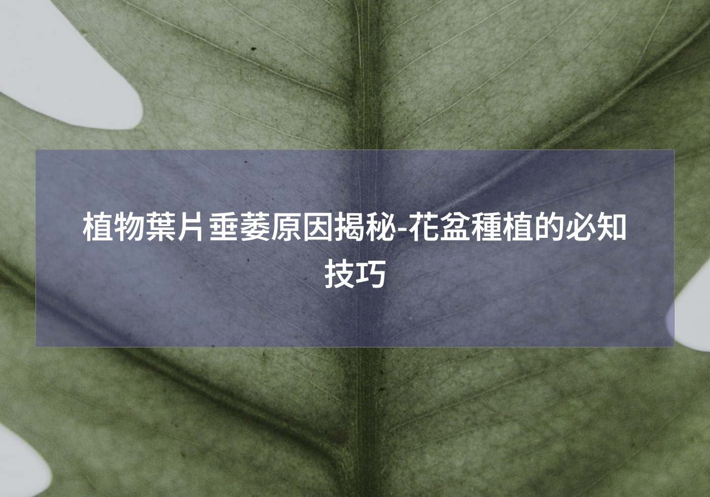 閱讀更多文章 植物葉片垂萎原因揭秘-花盆種植的必知技巧