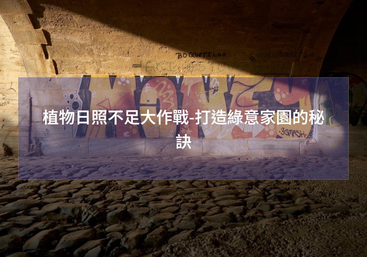 閱讀更多文章 植物日照不足大作戰-打造綠意家園的秘訣