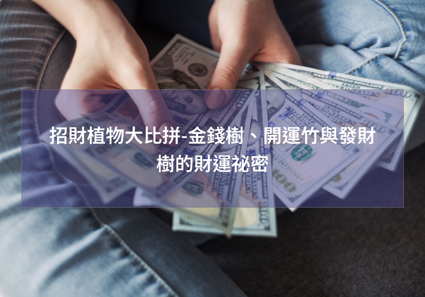 閱讀更多文章 招財植物大比拼-金錢樹、開運竹與發財樹的財運祕密