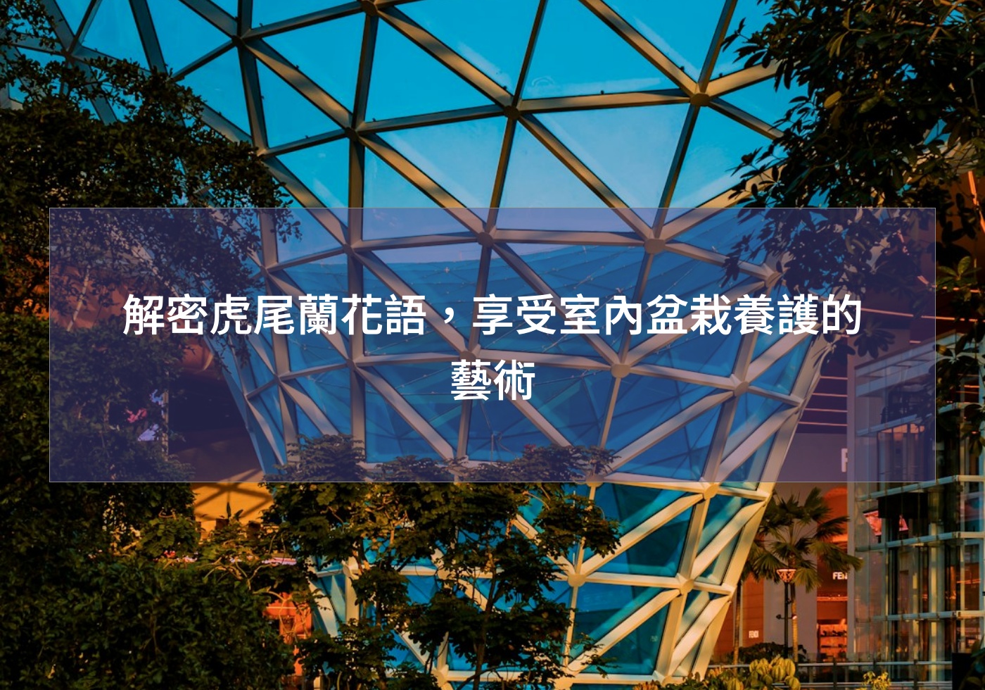 解密虎尾蘭花語，享受室內盆栽養護的藝術