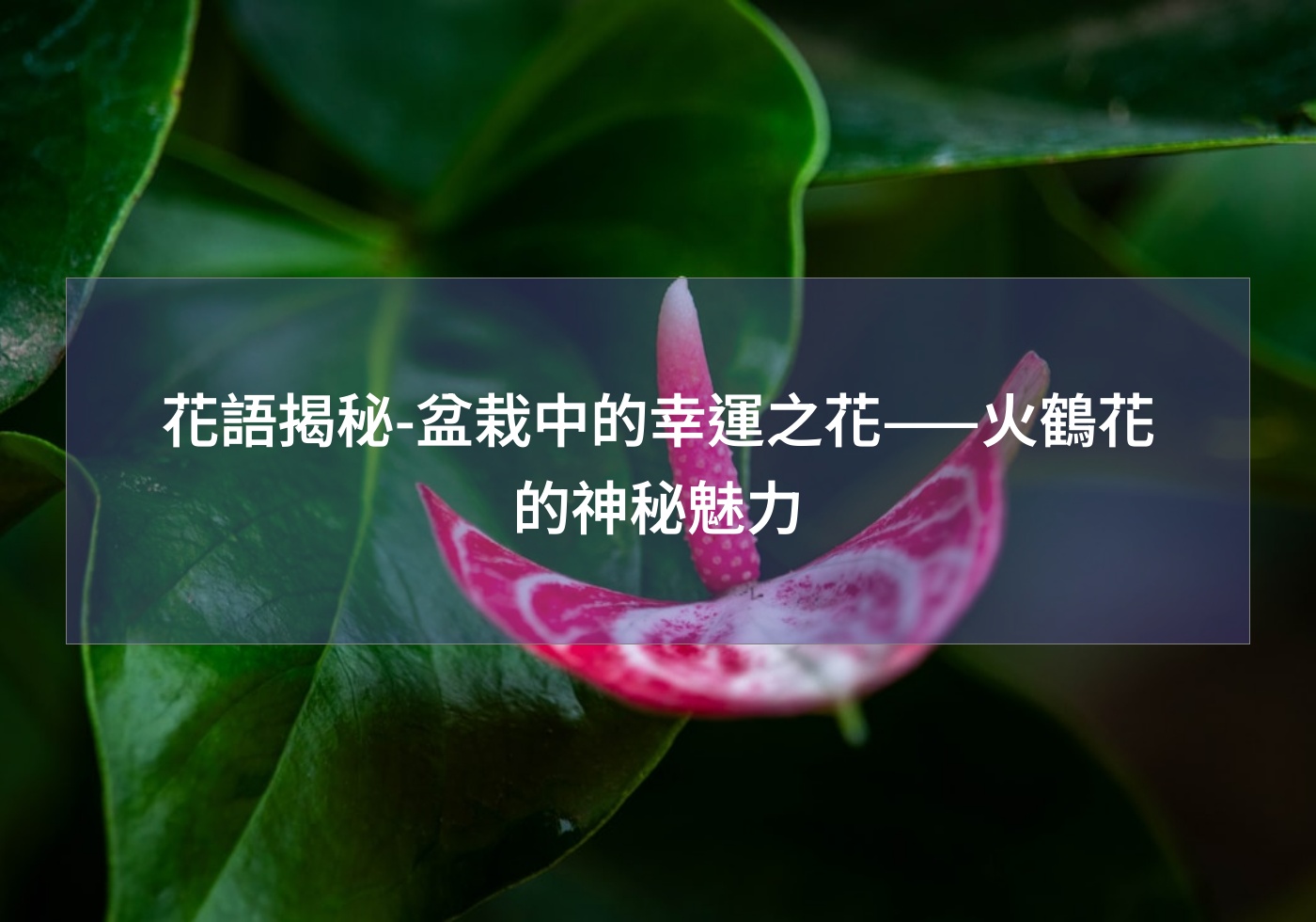 花語揭秘-盆栽中的幸運之花——火鶴花的神秘魅力
