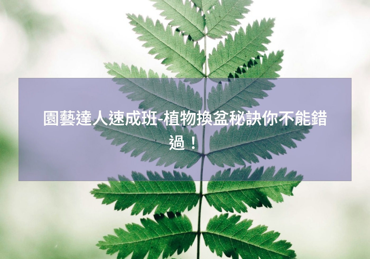 閱讀更多文章 園藝達人速成班-植物換盆秘訣你不能錯過！
