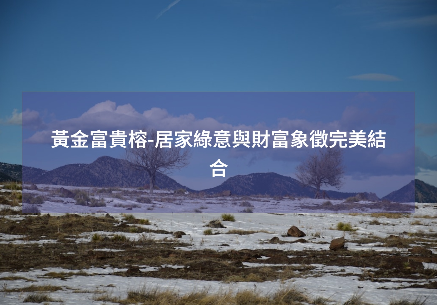 閱讀更多文章 黃金富貴榕-居家綠意與財富象徵完美結合