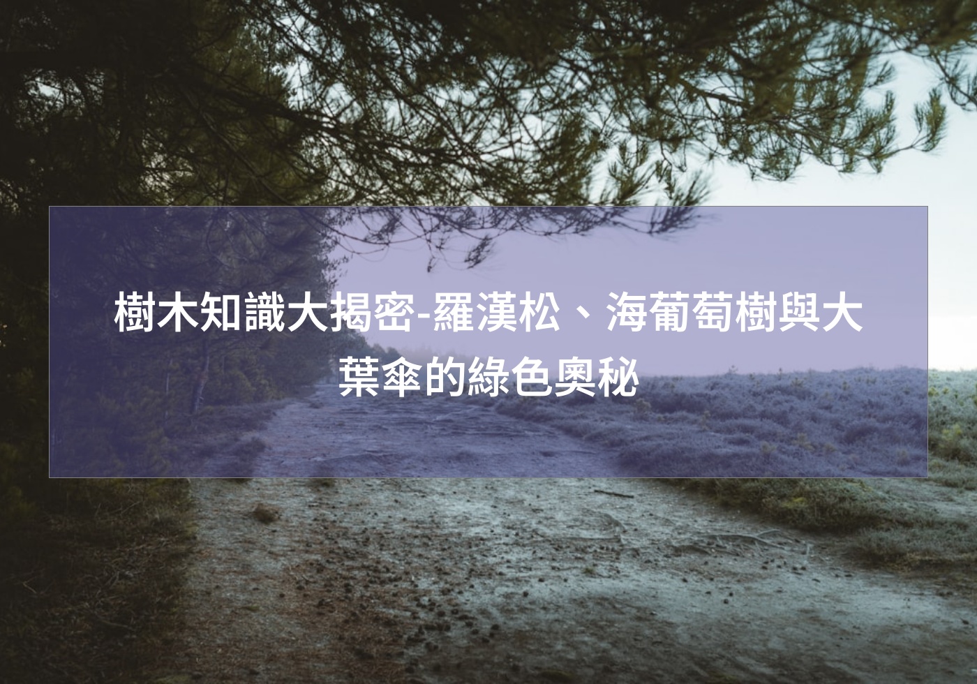 樹木知識大揭密-羅漢松、海葡萄樹與大葉傘的綠色奧秘