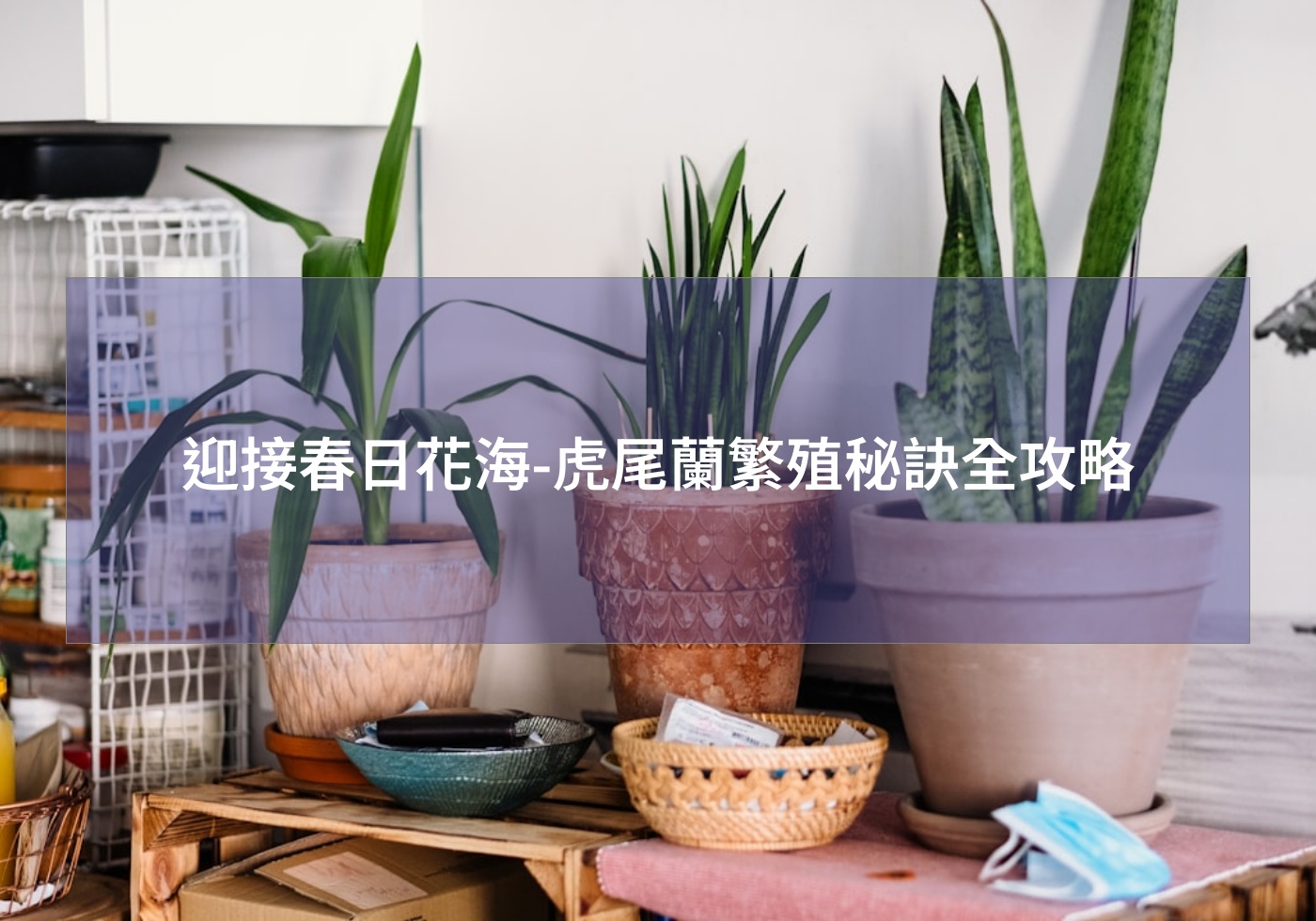 迎接春日花海-虎尾蘭繁殖秘訣全攻略