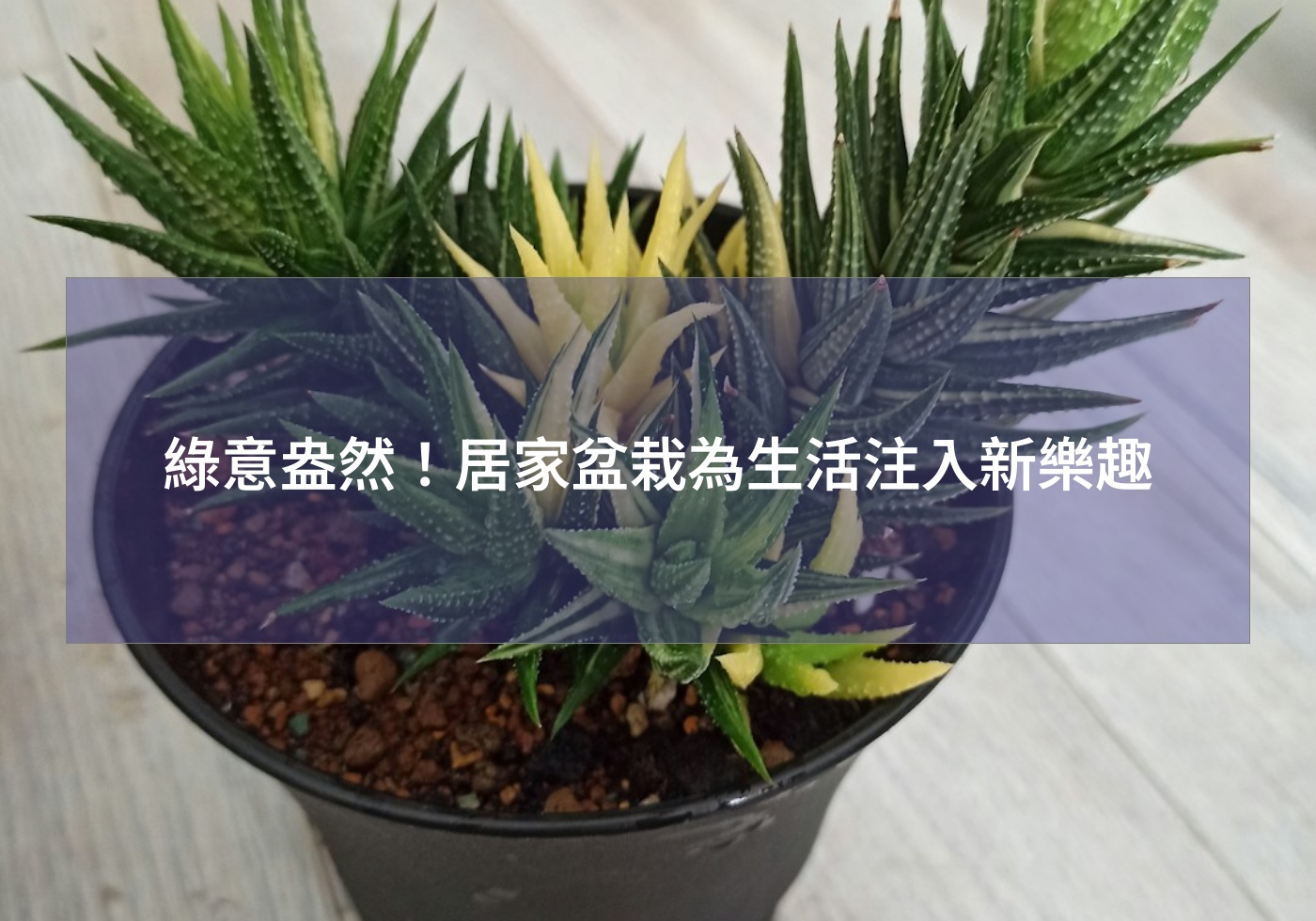 閱讀更多文章 綠意盎然！居家盆栽為生活注入新樂趣