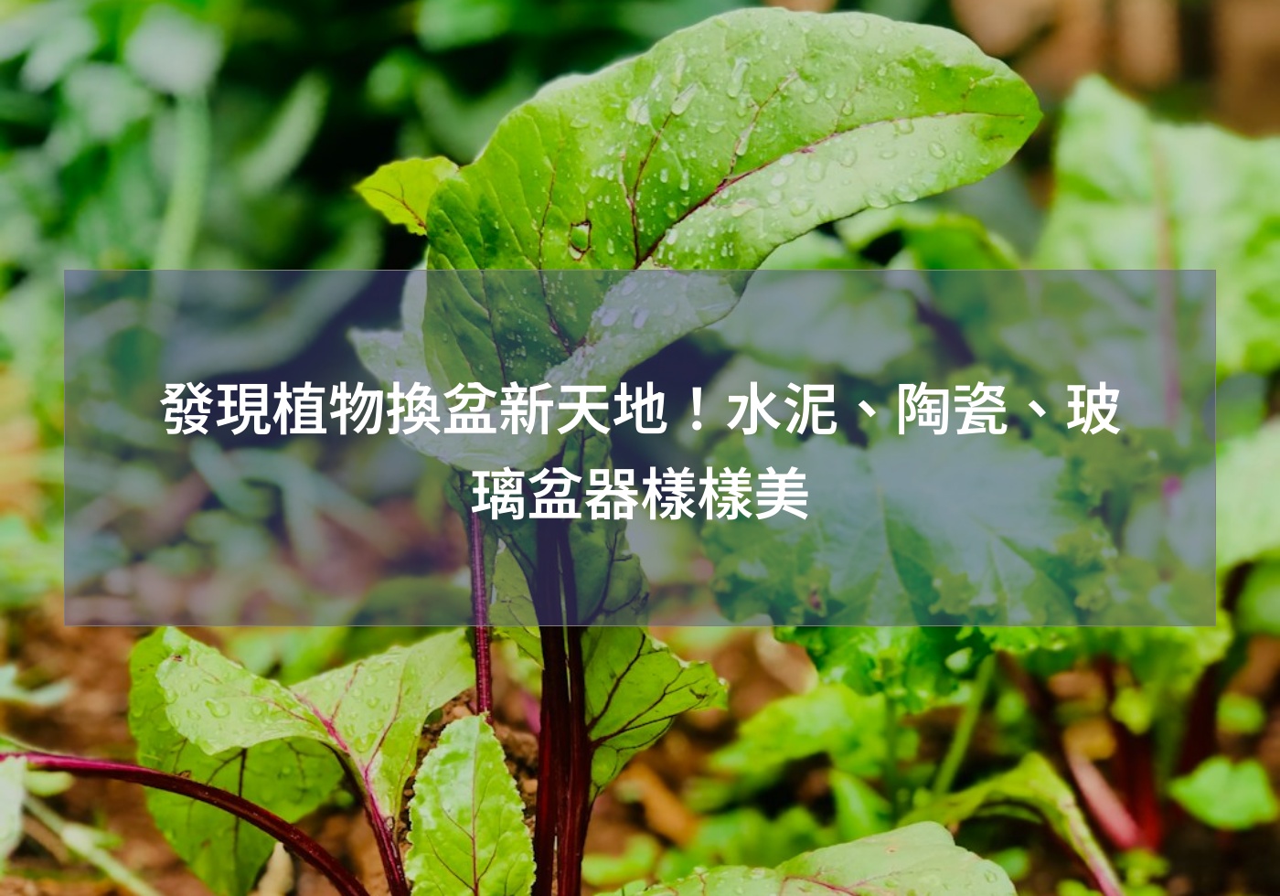 發現植物換盆新天地！水泥、陶瓷、玻璃盆器樣樣美