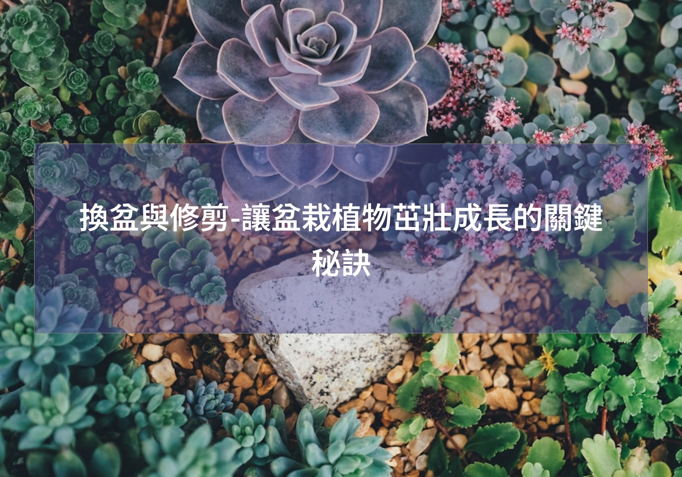 換盆與修剪-讓盆栽植物茁壯成長的關鍵秘訣