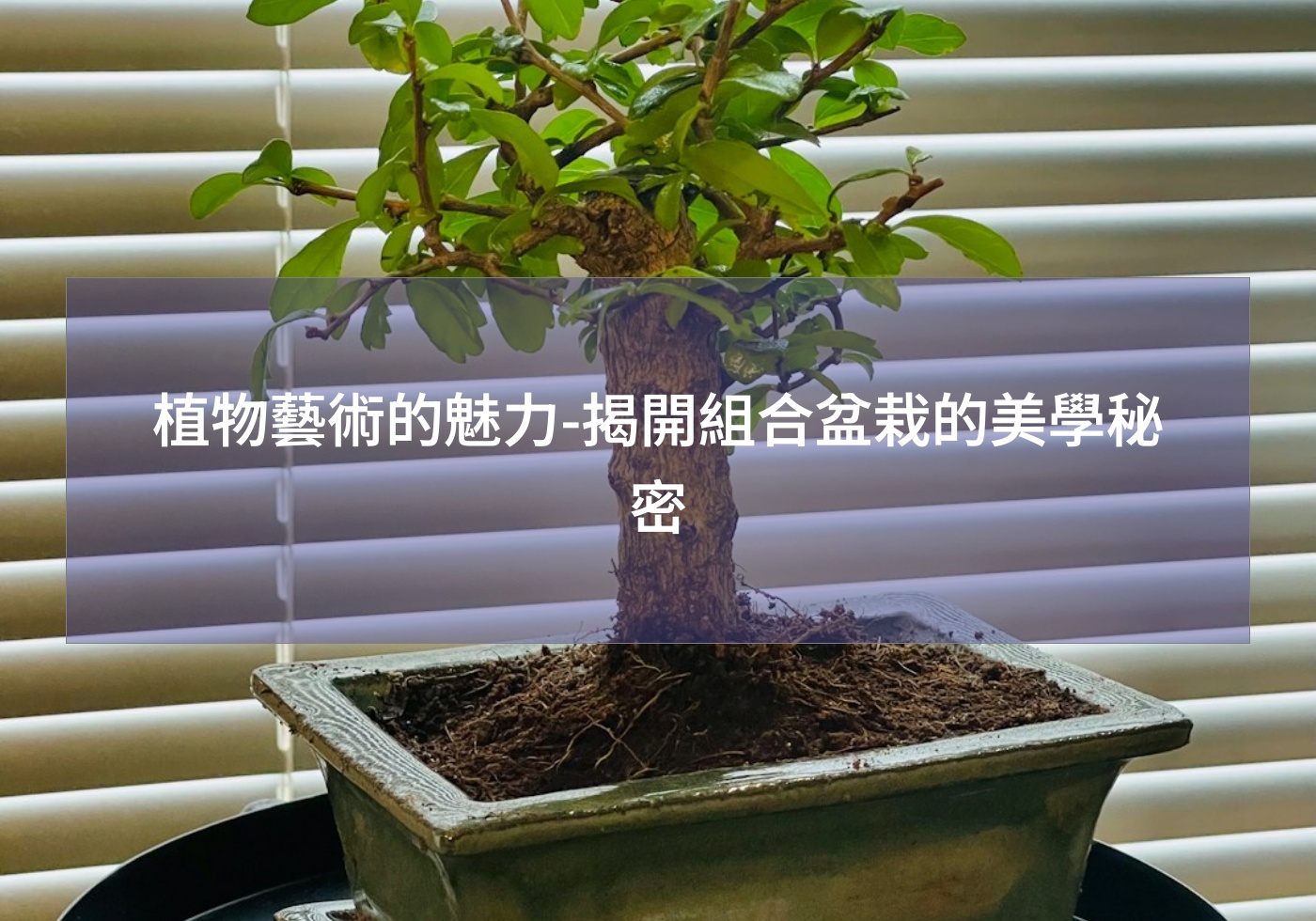 植物藝術的魅力-揭開組合盆栽的美學秘密