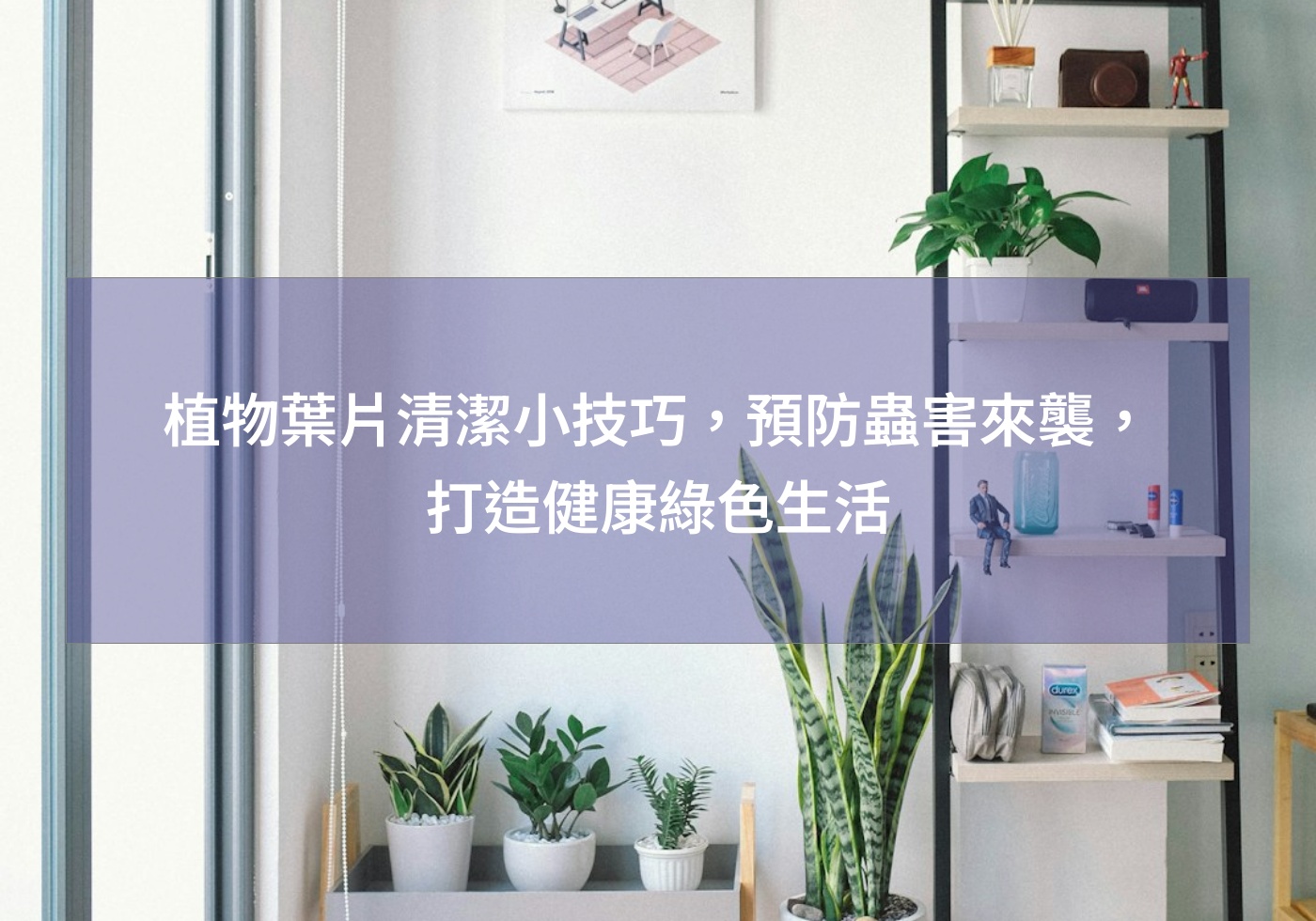 植物葉片清潔小技巧，預防蟲害來襲，打造健康綠色生活
