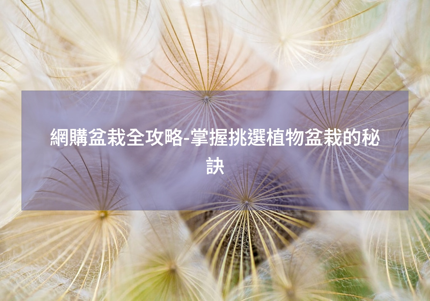 閱讀更多文章 網購盆栽全攻略-掌握挑選植物盆栽的秘訣