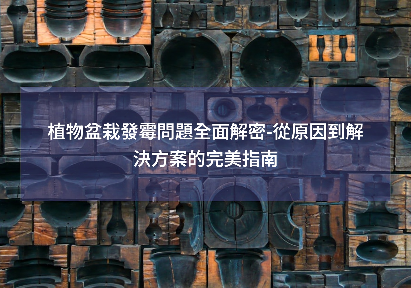 閱讀更多文章 植物盆栽發霉問題全面解密-從原因到解決方案的完美指南