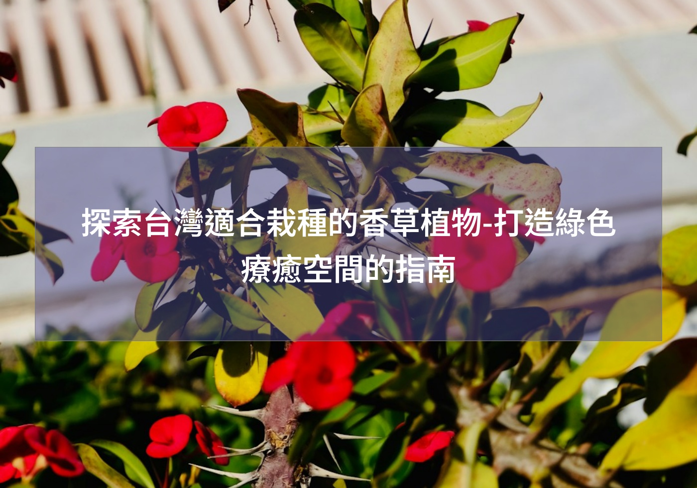 閱讀更多文章 探索台灣適合栽種的香草植物-打造綠色療癒空間的指南
