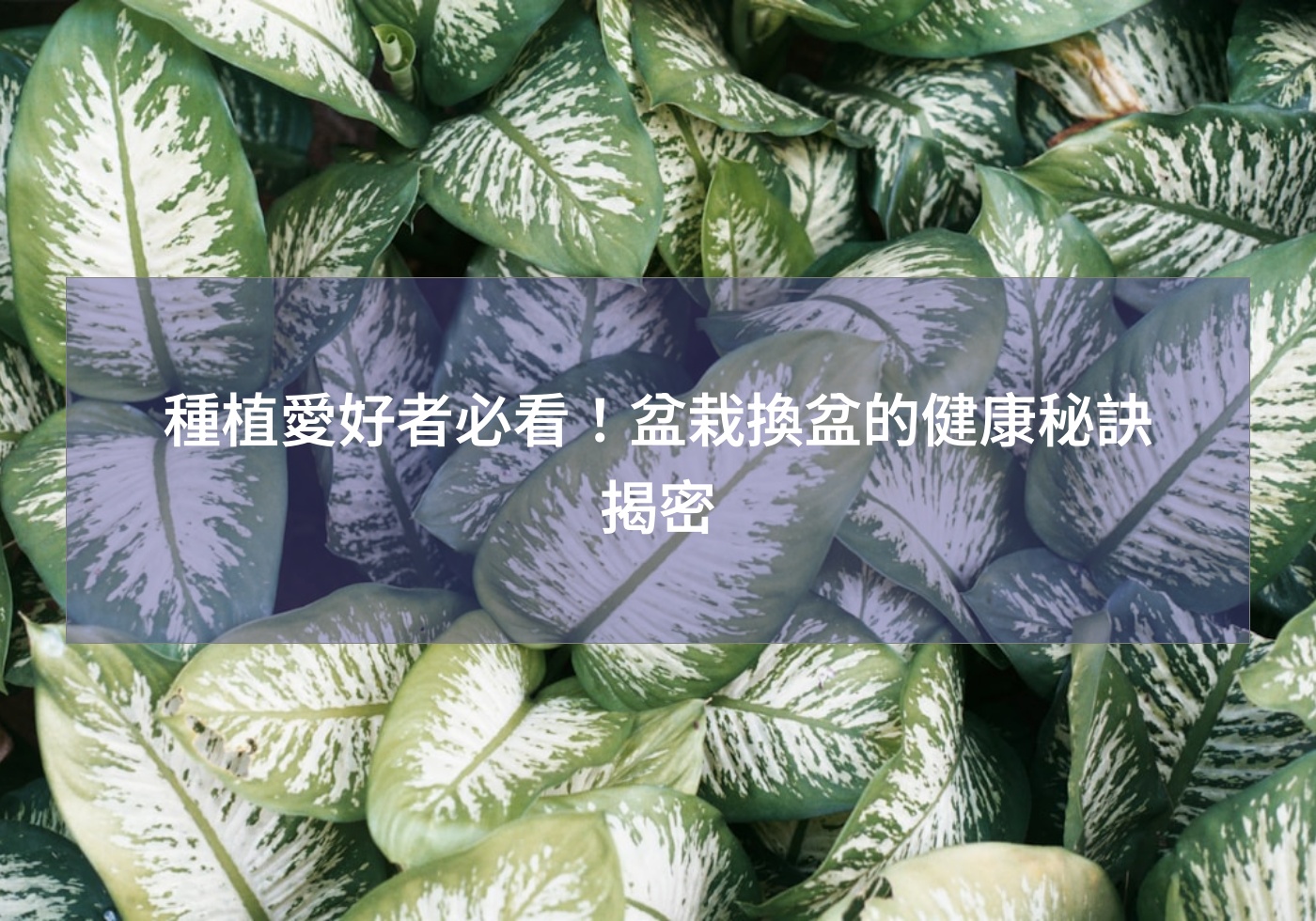 閱讀更多文章 種植愛好者必看！盆栽換盆的健康秘訣揭密