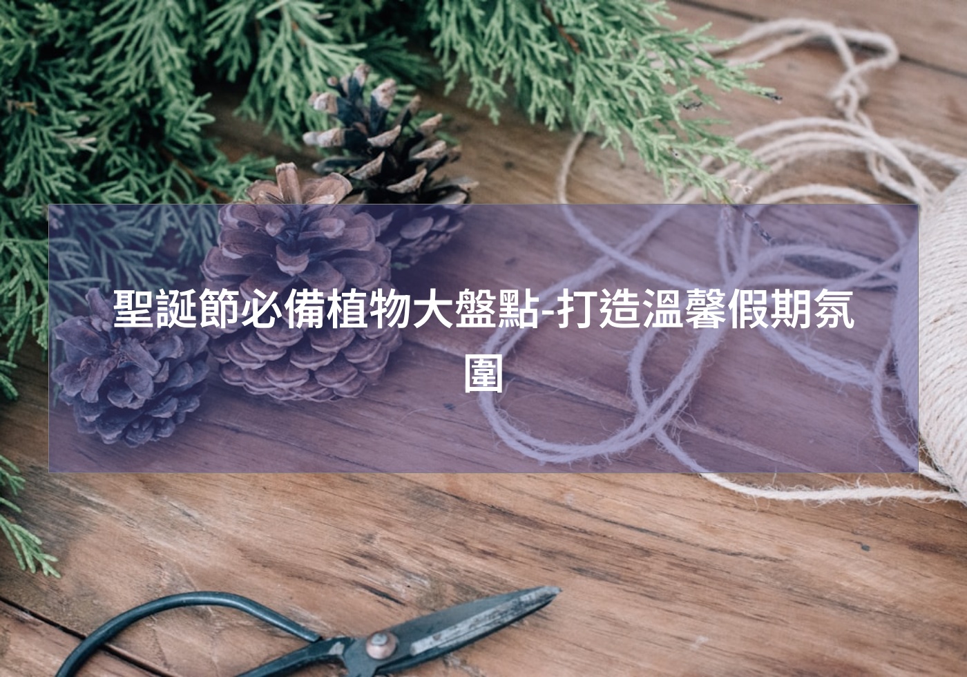聖誕節必備植物大盤點-打造溫馨假期氛圍