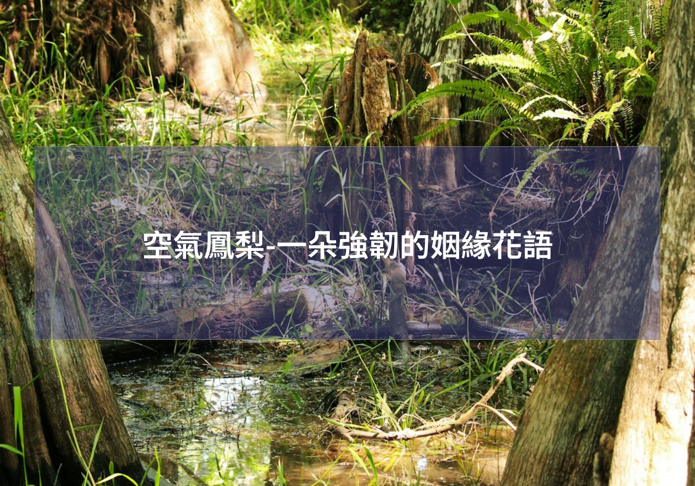空氣鳳梨-一朵強韌的姻緣花語