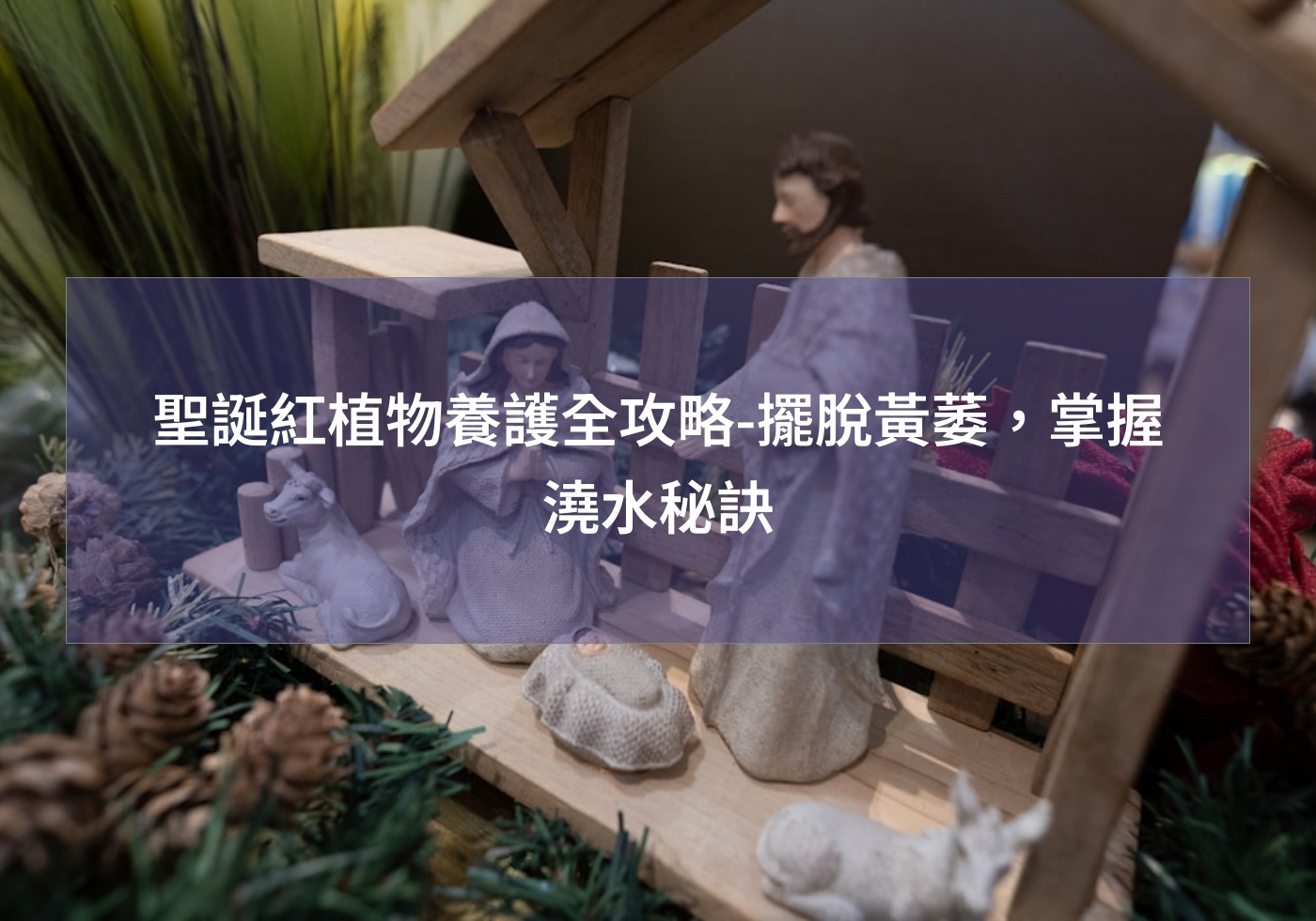 閱讀更多文章 聖誕紅植物養護全攻略-擺脫黃萎，掌握澆水秘訣