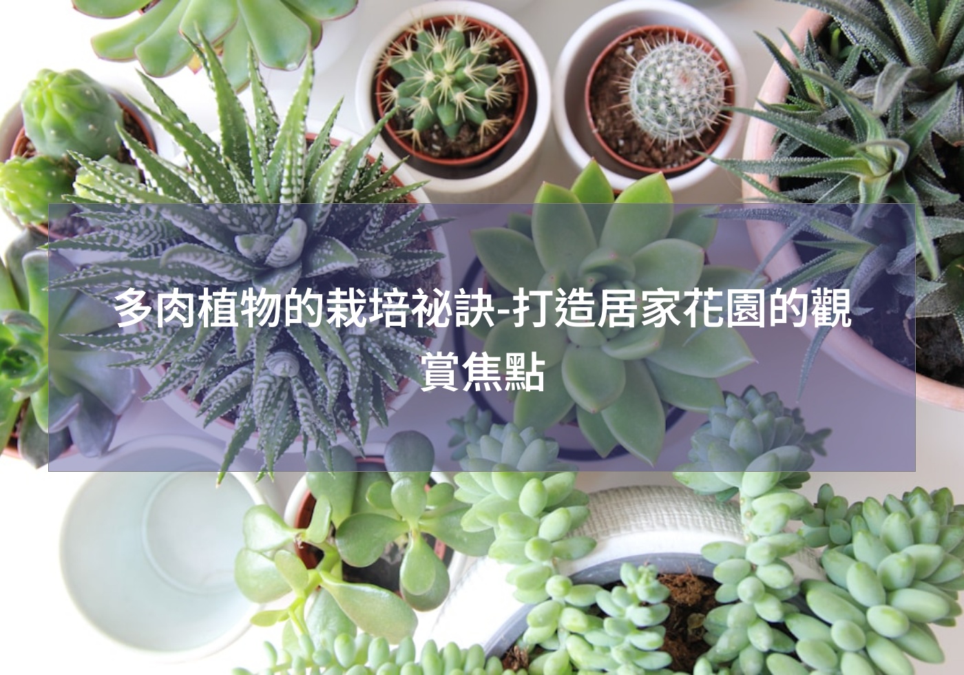 多肉植物的栽培祕訣-打造居家花園的觀賞焦點