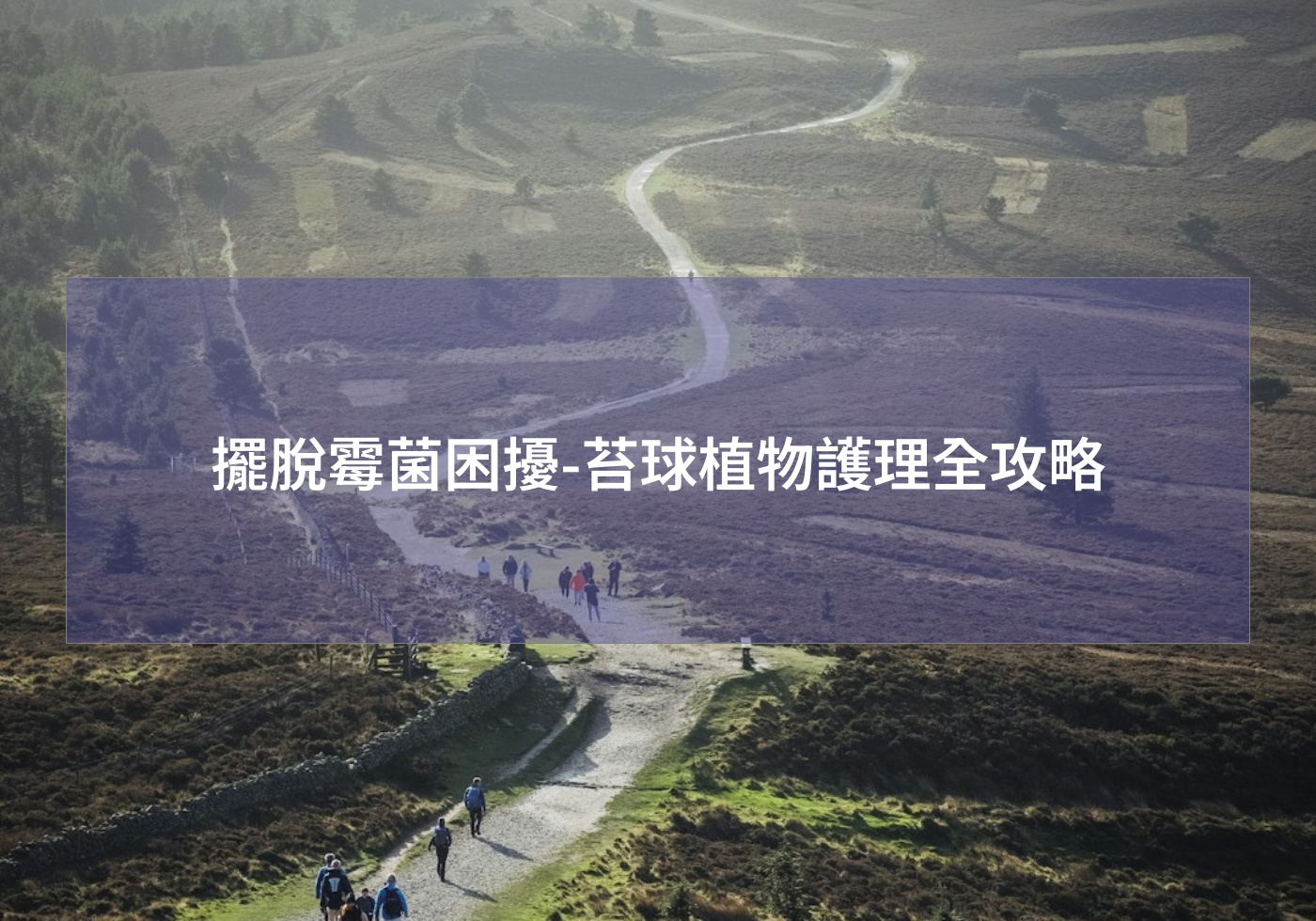 擺脫霉菌困擾-苔球植物護理全攻略