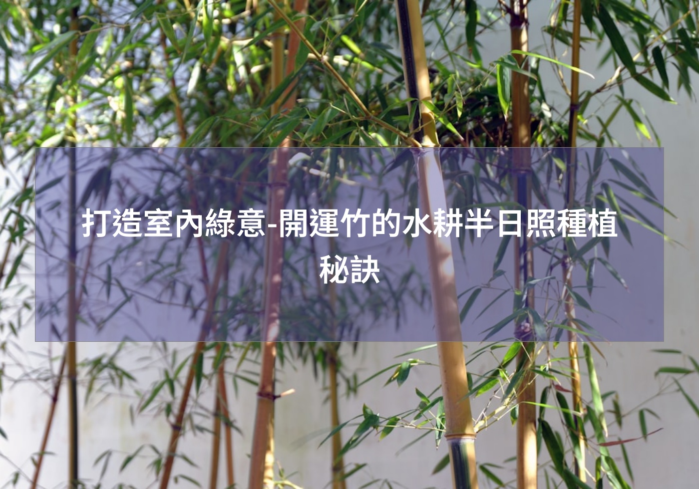 閱讀更多文章 打造室內綠意-開運竹的水耕半日照種植秘訣