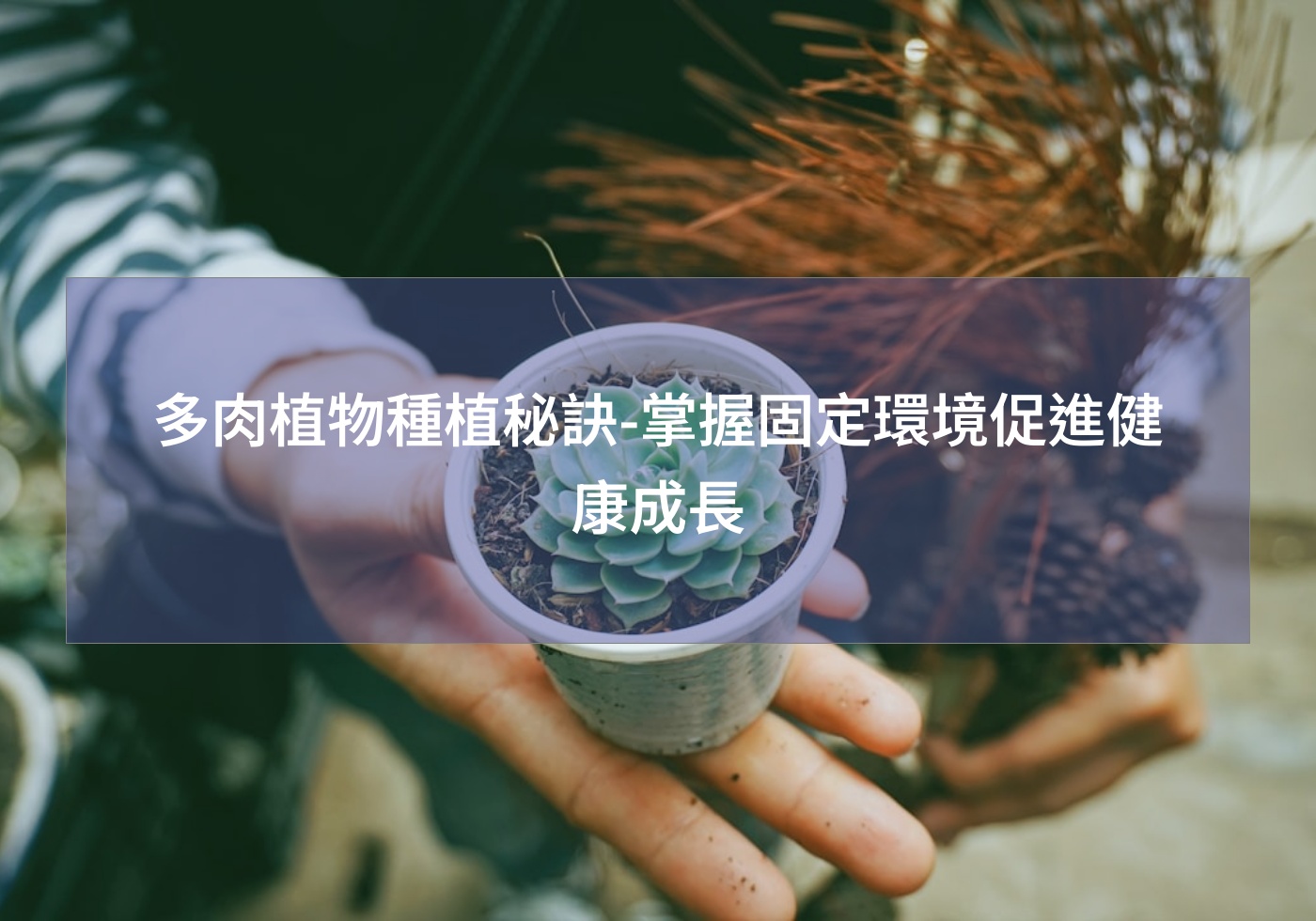 多肉植物種植秘訣-掌握固定環境促進健康成長