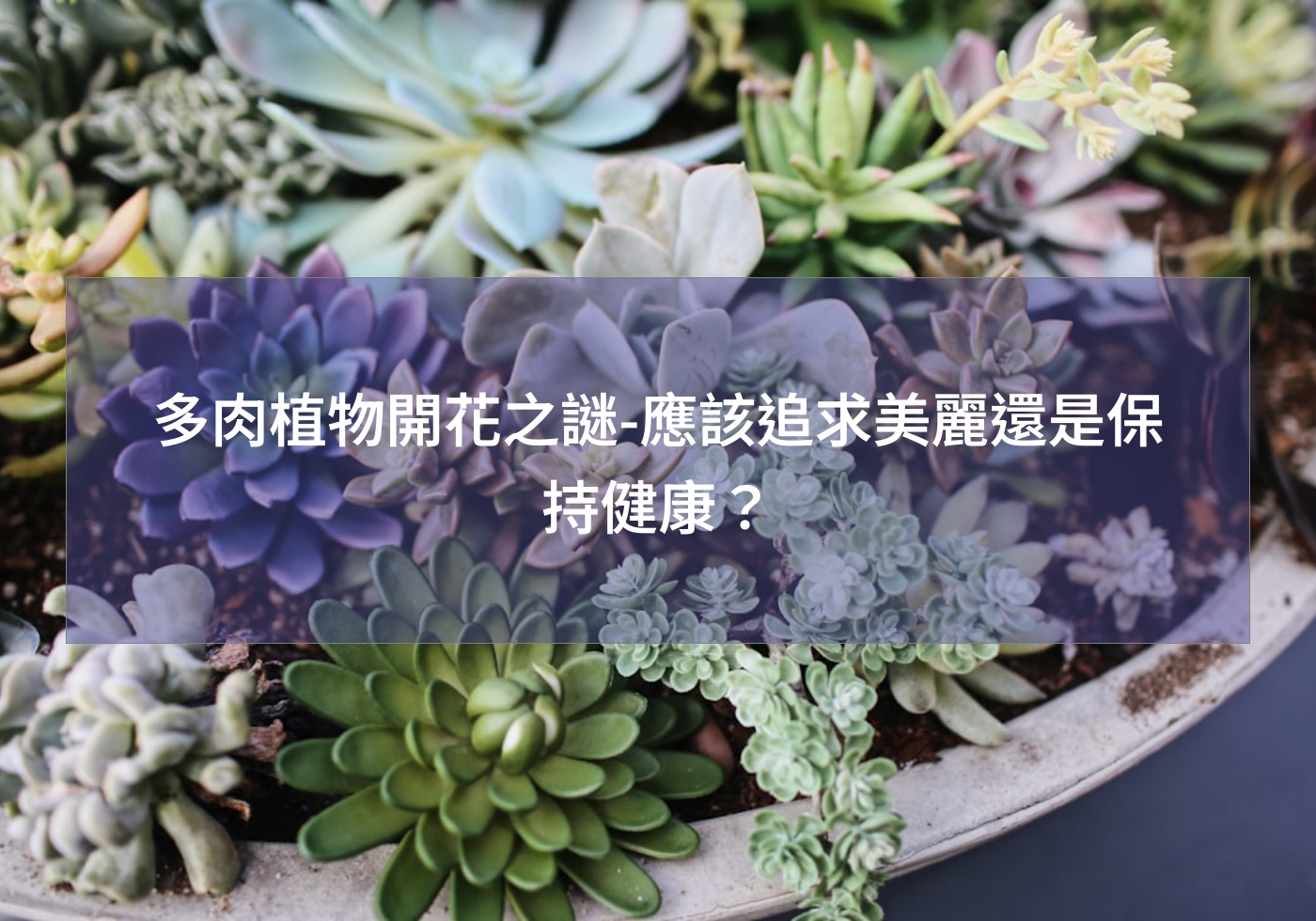 閱讀更多文章 多肉植物開花之謎-應該追求美麗還是保持健康？