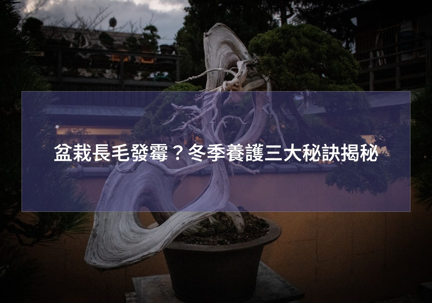 閱讀更多文章 盆栽長毛發霉？冬季養護三大秘訣揭秘
