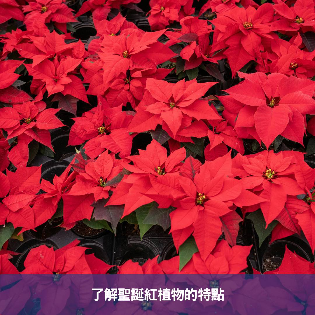 聖誕紅植物養護全攻略-擺脫黃萎,掌握澆水秘訣 了解聖誕紅植物的特點