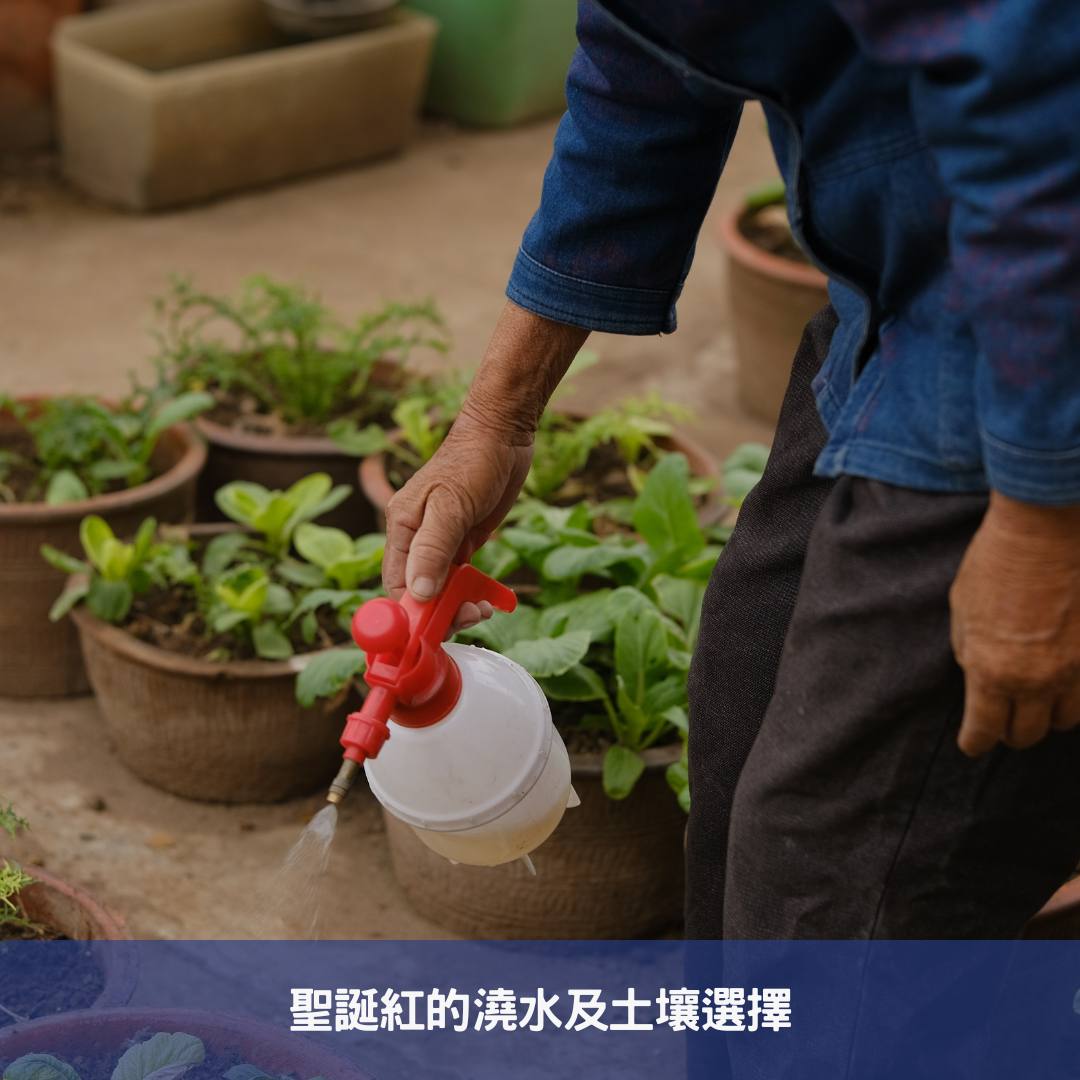 聖誕紅植物養護全攻略-擺脫黃萎,掌握澆水秘訣 聖誕紅的澆水及土壤選擇