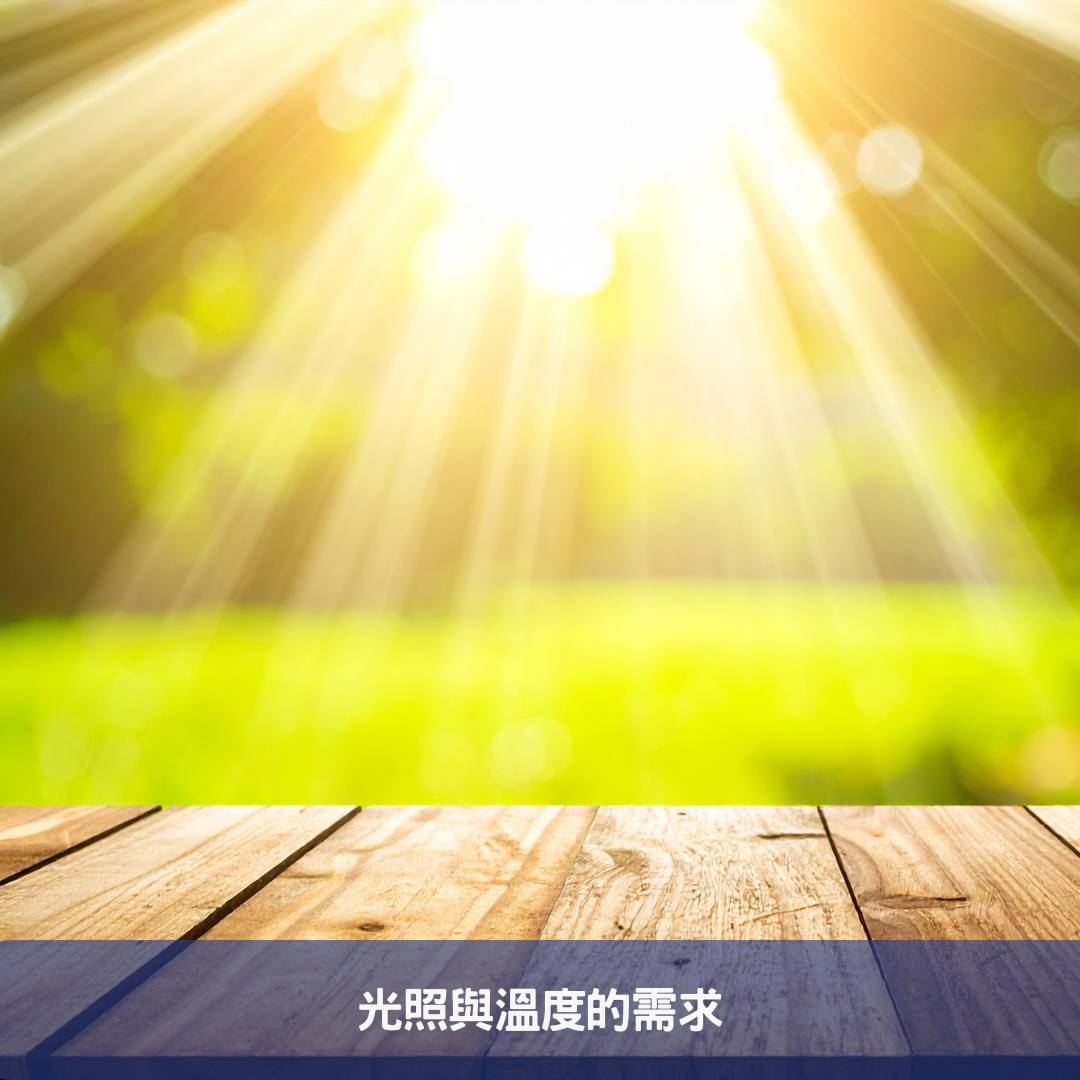 聖誕紅植物養護全攻略-擺脫黃萎,掌握澆水秘訣 光照與溫度的需求
