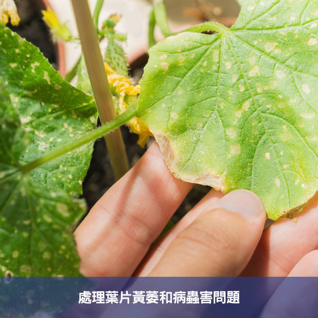 聖誕紅植物養護全攻略-擺脫黃萎,掌握澆水秘訣 處理葉片黃萎和病蟲害問題