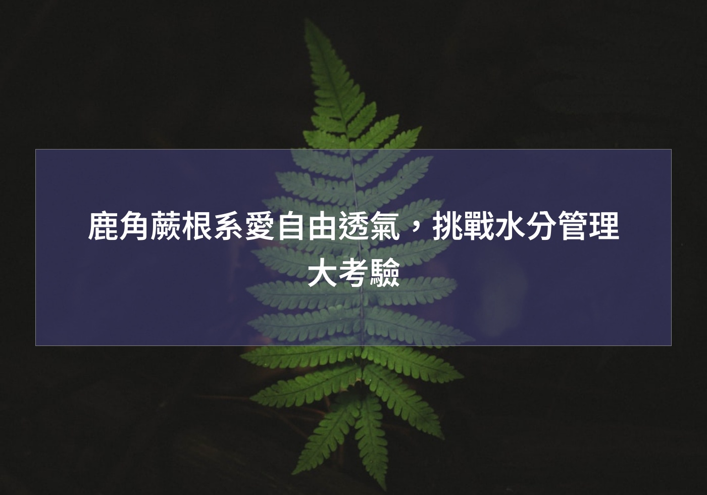閱讀更多文章 鹿角蕨根系愛自由透氣，挑戰水分管理大考驗