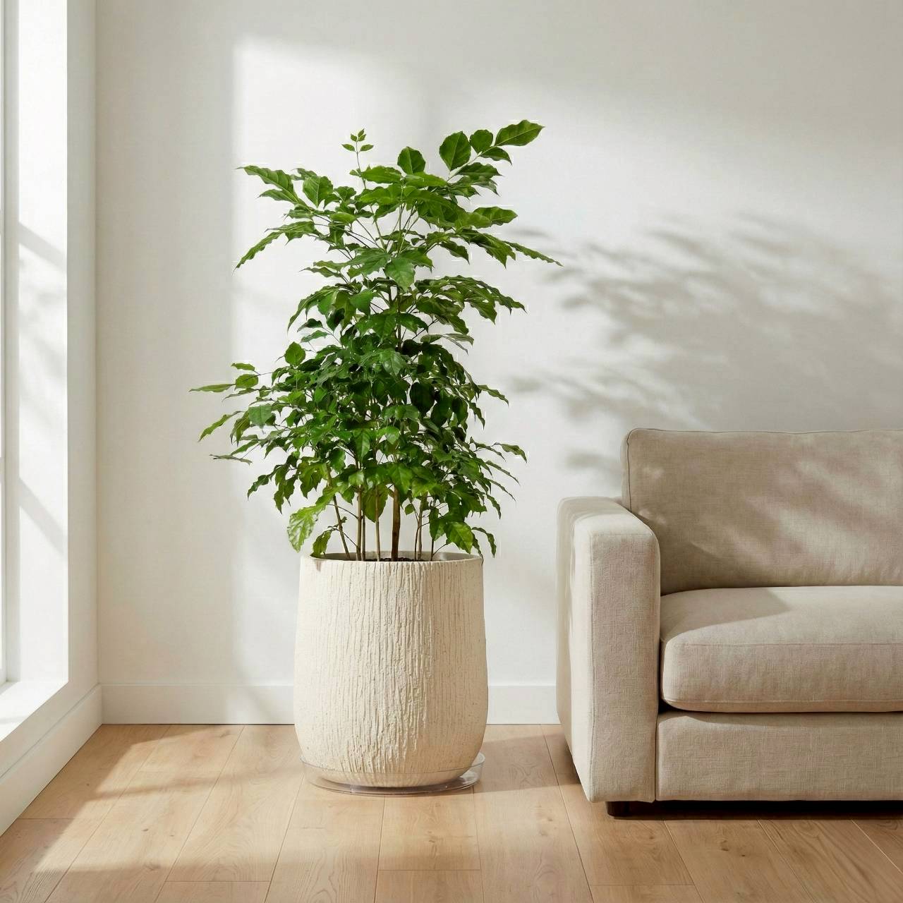 幸福樹 旺旺樹 發財樹 奶白色樹紋落地大盆栽 開幕花盆 觀葉植物 居家裝飾