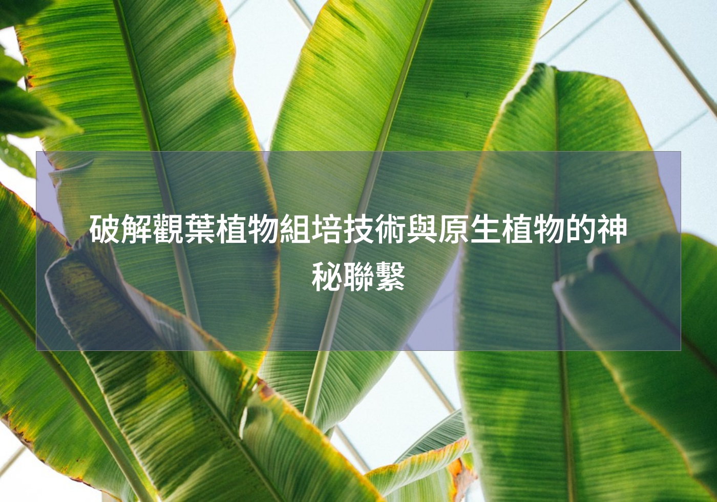 閱讀更多文章 破解觀葉植物組培技術與原生植物的神秘聯繫