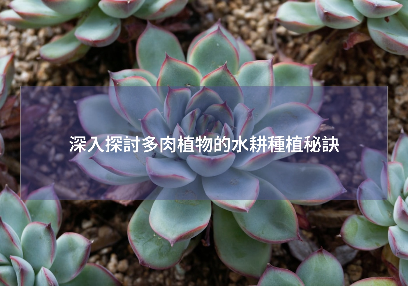閱讀更多文章 深入探討多肉植物的水耕種植秘訣