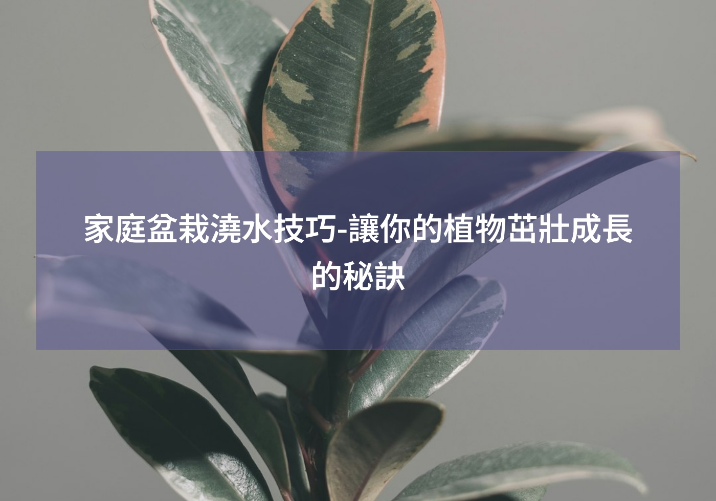 您目前正在查看 家庭盆栽澆水技巧-讓你的植物茁壯成長的秘訣