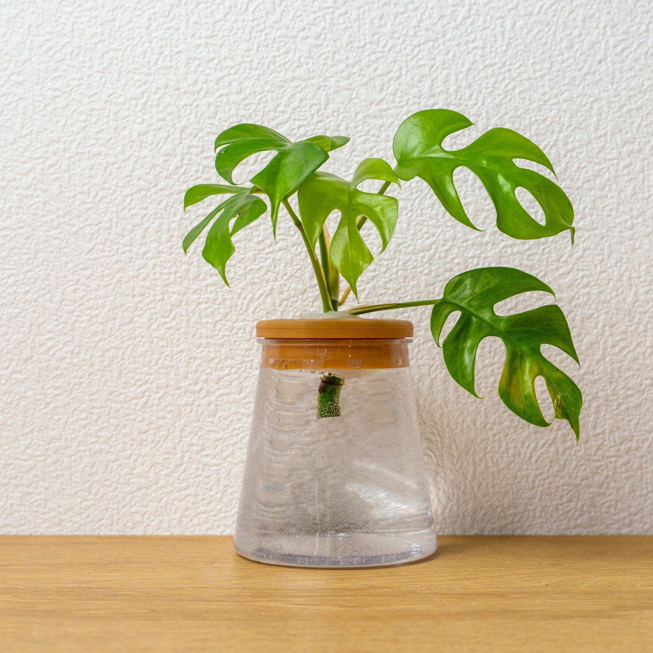 姬龜背芋 三角水耕盆栽 室內植物 觀葉植物 禮物 水培 辦公室小物 水耕盆栽