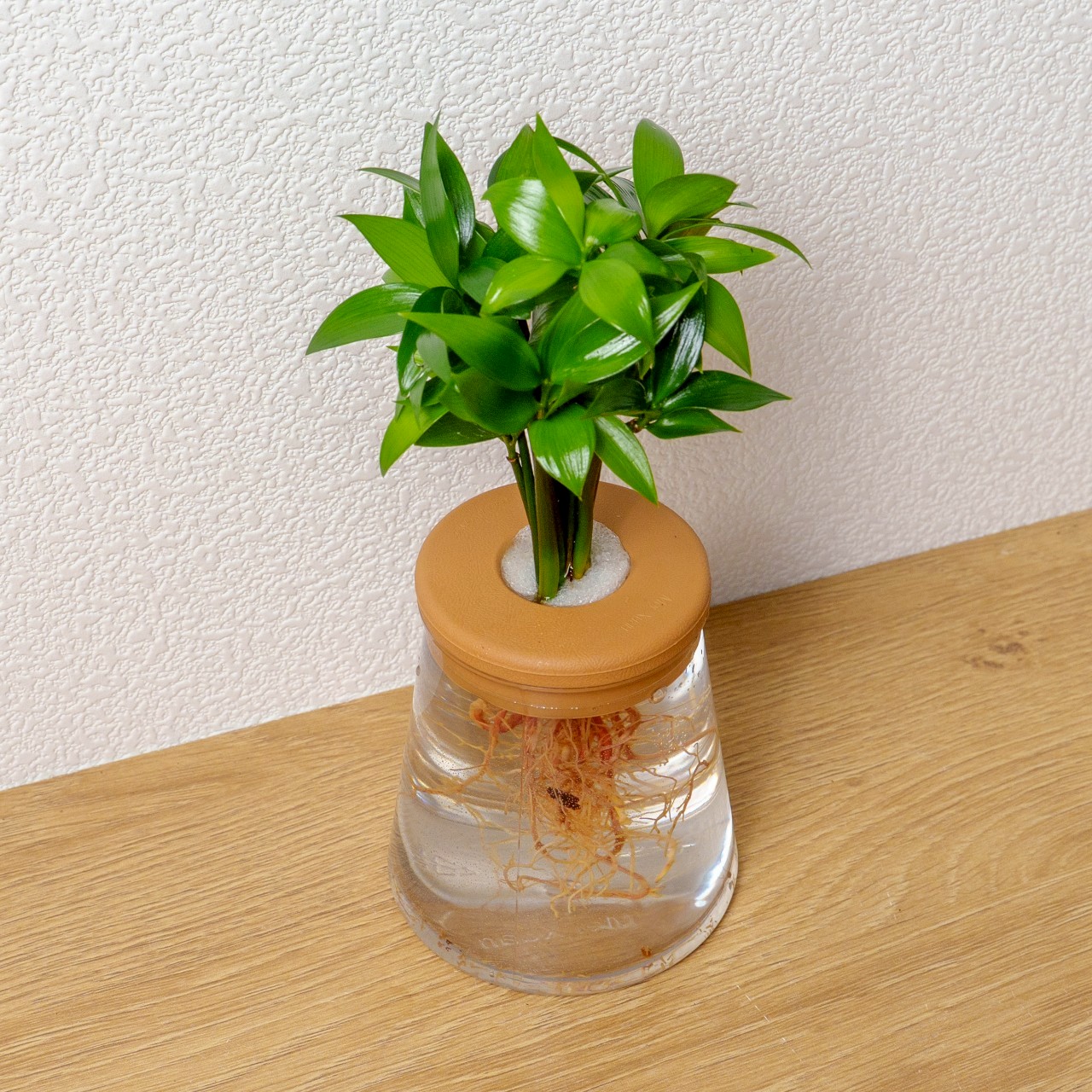 竹柏 三角水耕盆栽 室內植物 觀葉植物 禮物 水培 辦公室小物 水耕盆栽