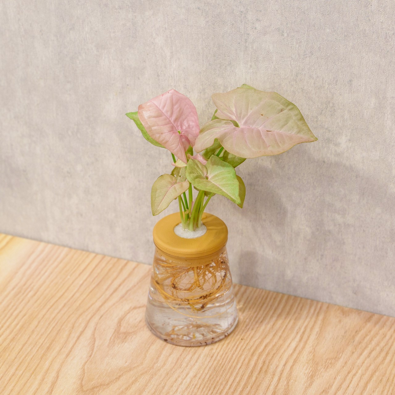 粉紅佳人合果芋 三角水耕盆栽 室內植物 觀葉植物 禮物 水培 辦公室小物 水耕盆栽