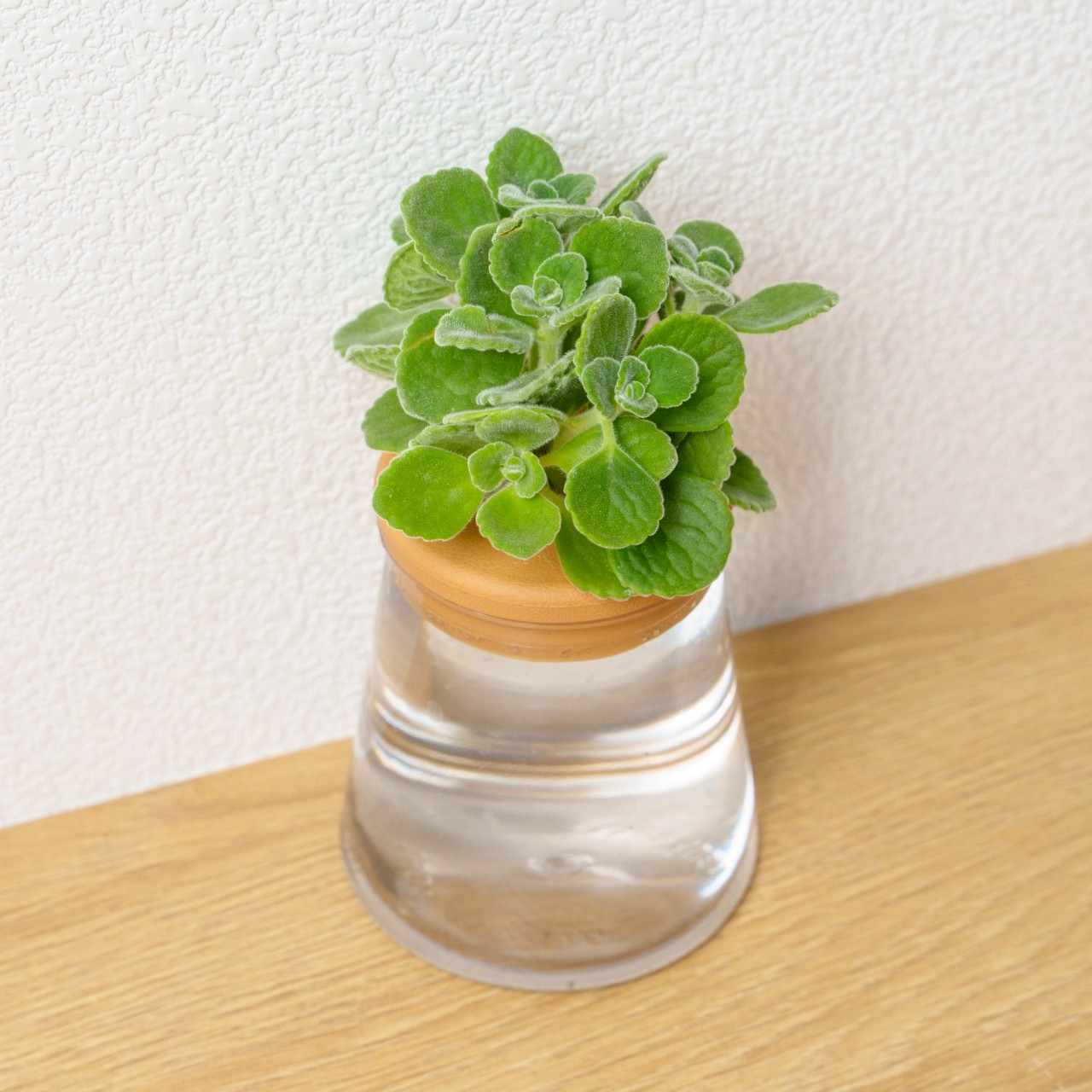 到手香 三角水耕盆栽 室內植物 觀葉植物 禮物 水培 辦公室小物 水耕盆栽