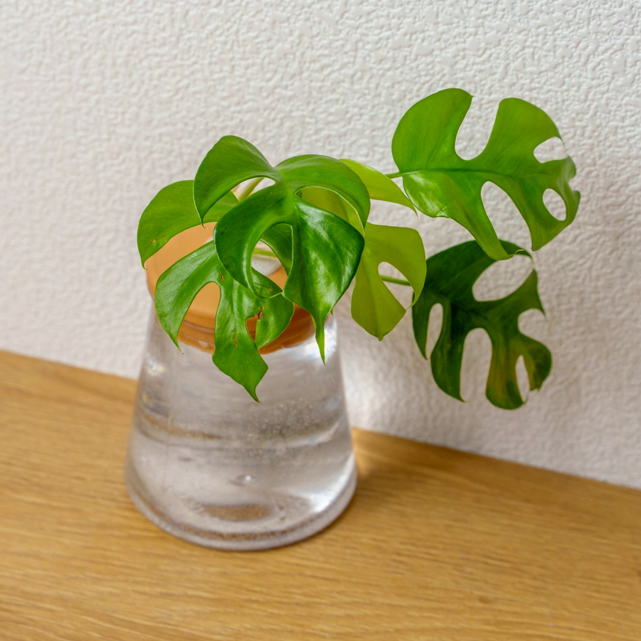 姬龜背芋 三角水耕盆栽 室內植物 觀葉植物 禮物 水培 辦公室小物 水耕盆栽