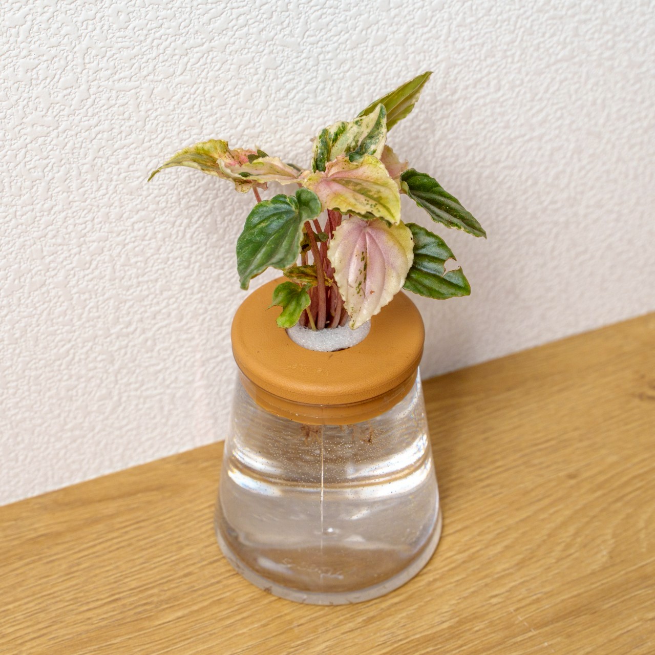 彩虹皺葉椒草 三角水耕盆栽 室內植物 觀葉植物 禮物 水培 辦公室小物 水耕盆栽