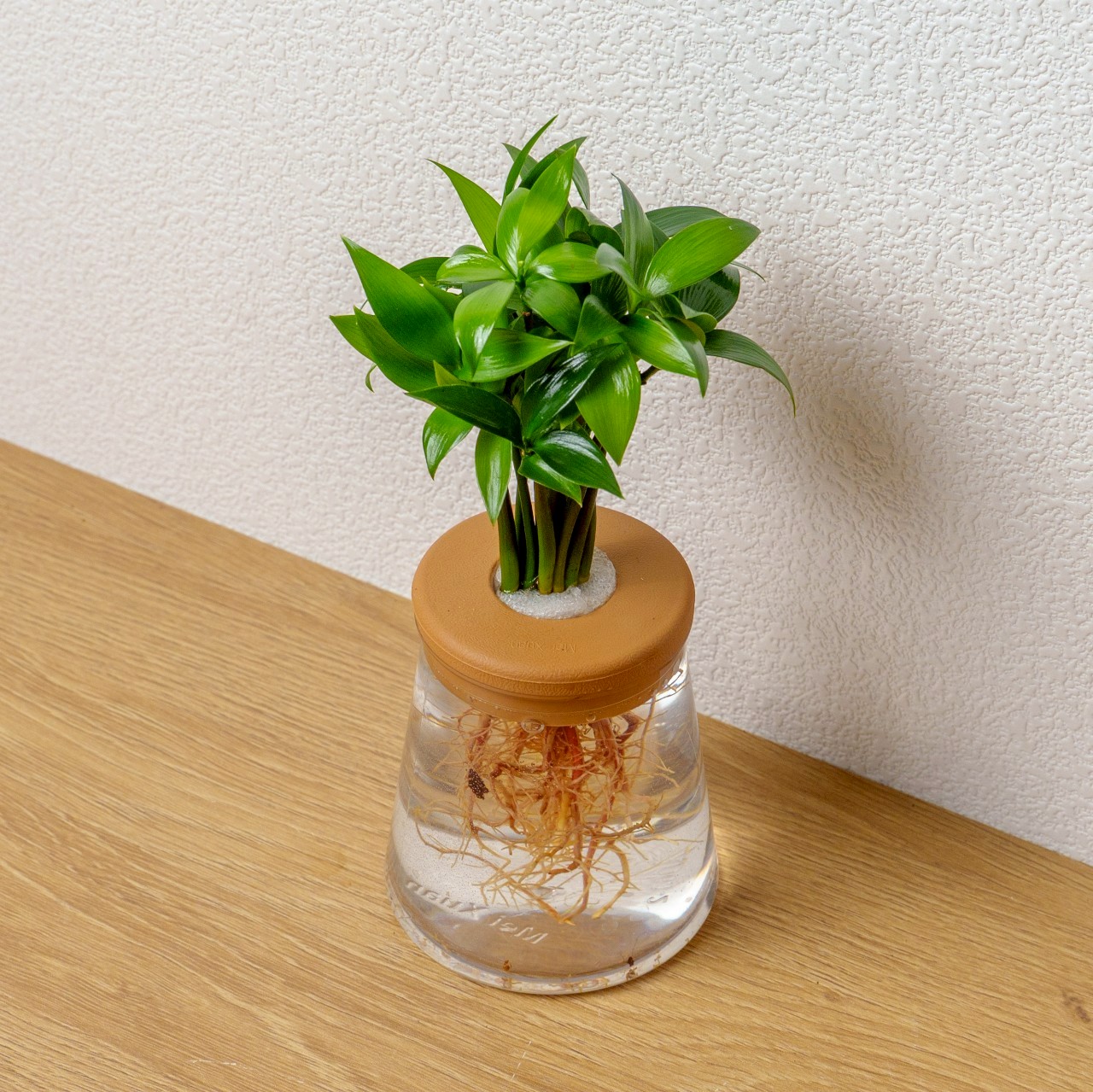竹柏 三角水耕盆栽 室內植物 觀葉植物 禮物 水培 辦公室小物 水耕盆栽